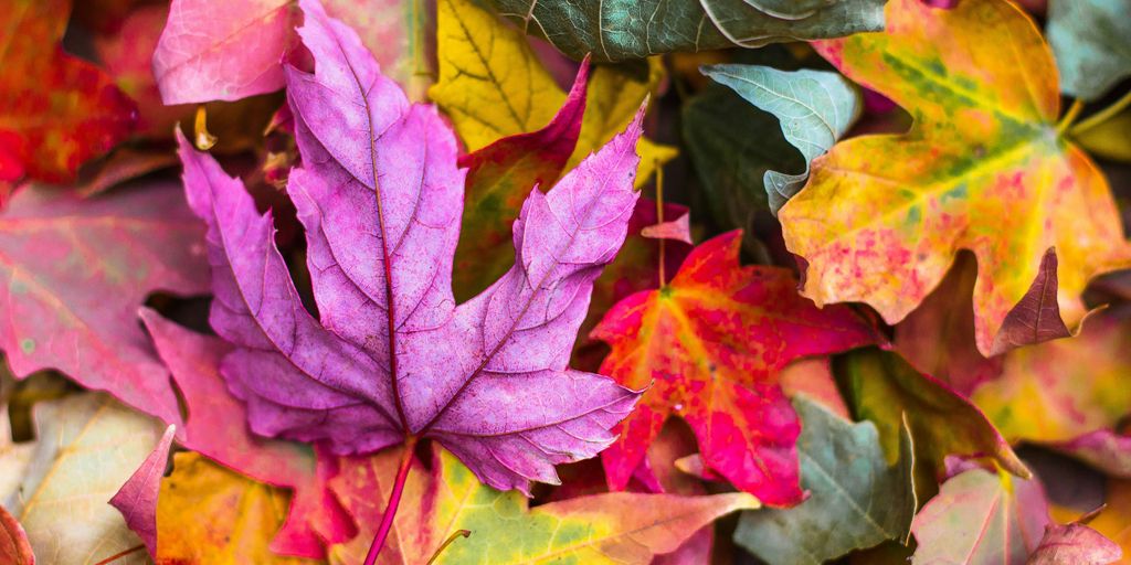 flat lay photography of purple and red leaves